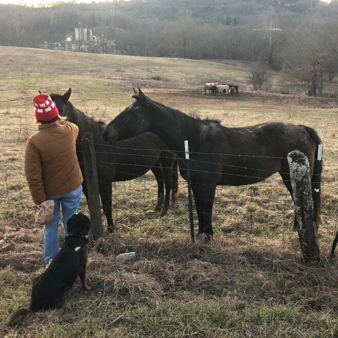 Horse Treats Peppermint Whisker Biscuits