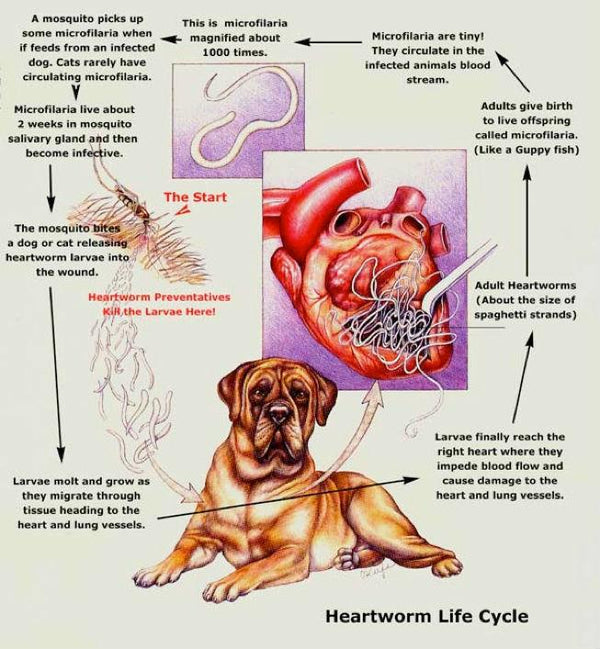Heartworms, Should you be Scared?